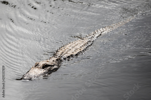 Close up of alligator gliding through the water