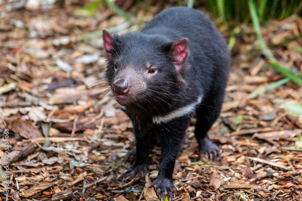 Close up of a Tasmanian Devil Close up of a Tasmanian Devil