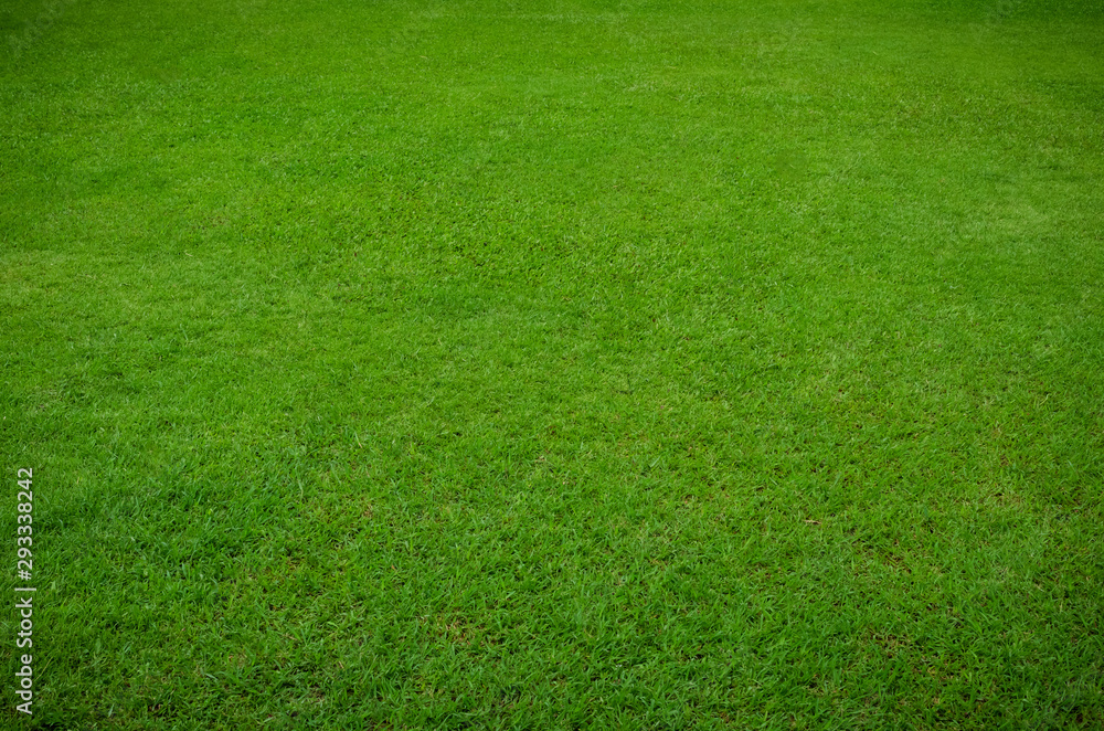 Naklejka Zielonej trawy tekstura dla tła. Zielony gazonu wzór i tekstury tło. Zbliżenie.