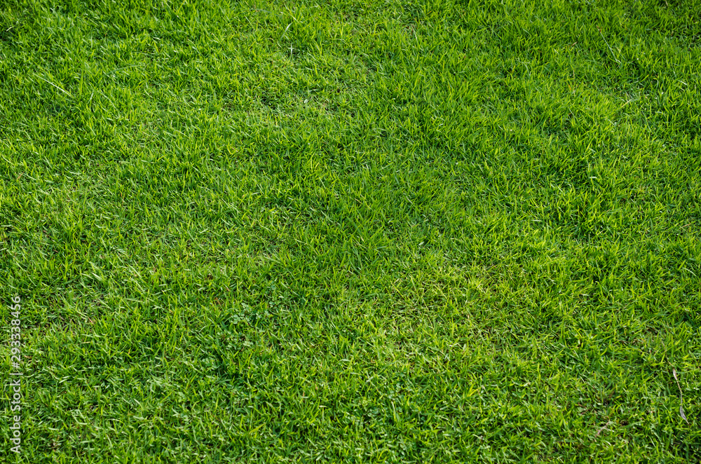 Green grass texture for background. Green lawn pattern and texture background. Close-up. Green grass texture for background. Green lawn pattern and texture background. Close-up.