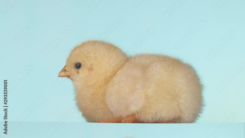A little fluffy chicken was recently born. Isolated green screen background A little fluffy chicken was recently born. Isolated green screen background