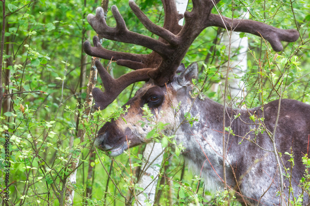 Obraz premium Young buck of northern forest deer. Close up