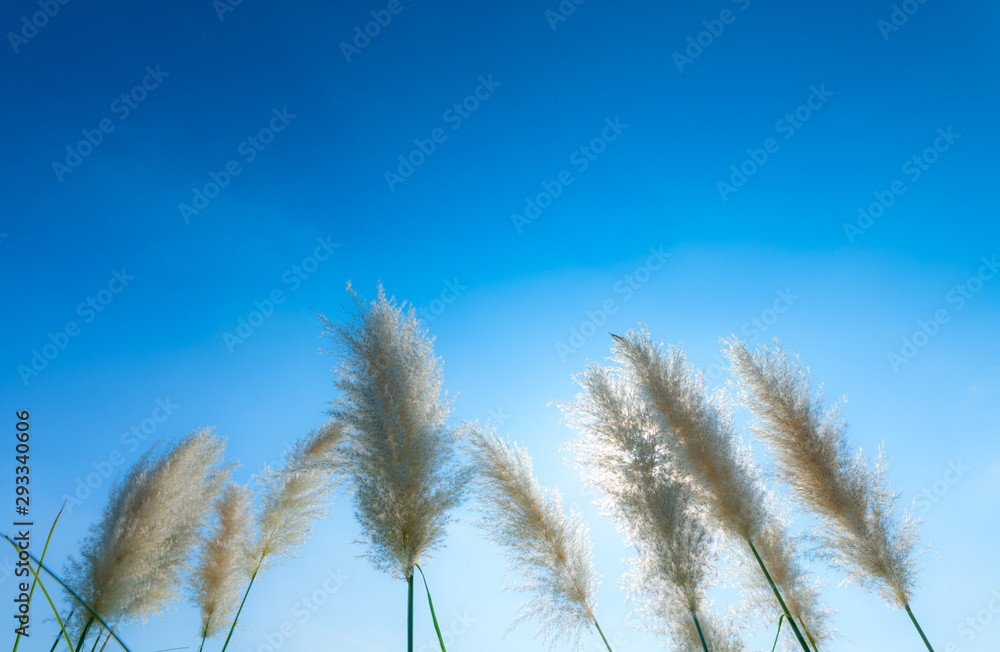 Obraz premium pampas grass 7