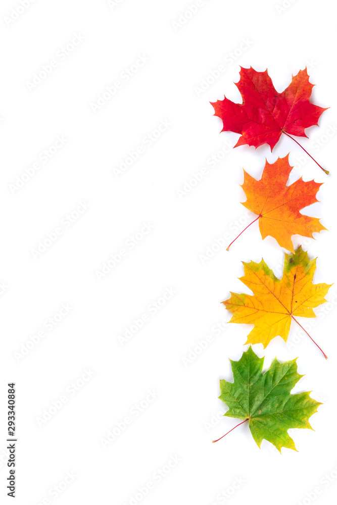 Autumn composition. Four multi-colored maple leaves: red, green and yellow. Autumn, fall, thanksgiving day concept. Flat lay, top view, copy space Autumn composition. Four multi-colored maple leaves: red, green and yellow. Autumn, fall, thanksgiving day concept. Flat lay, top view, copy space