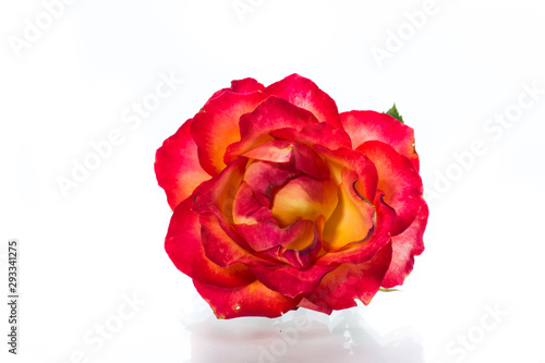 two-tone red-yellow rose close-up isolated on a white