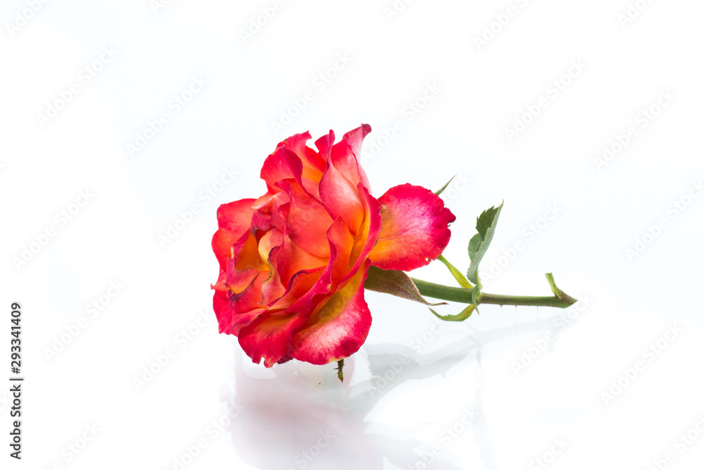 two-tone red-yellow rose close-up isolated on a white two-tone red-yellow rose close-up isolated on a white