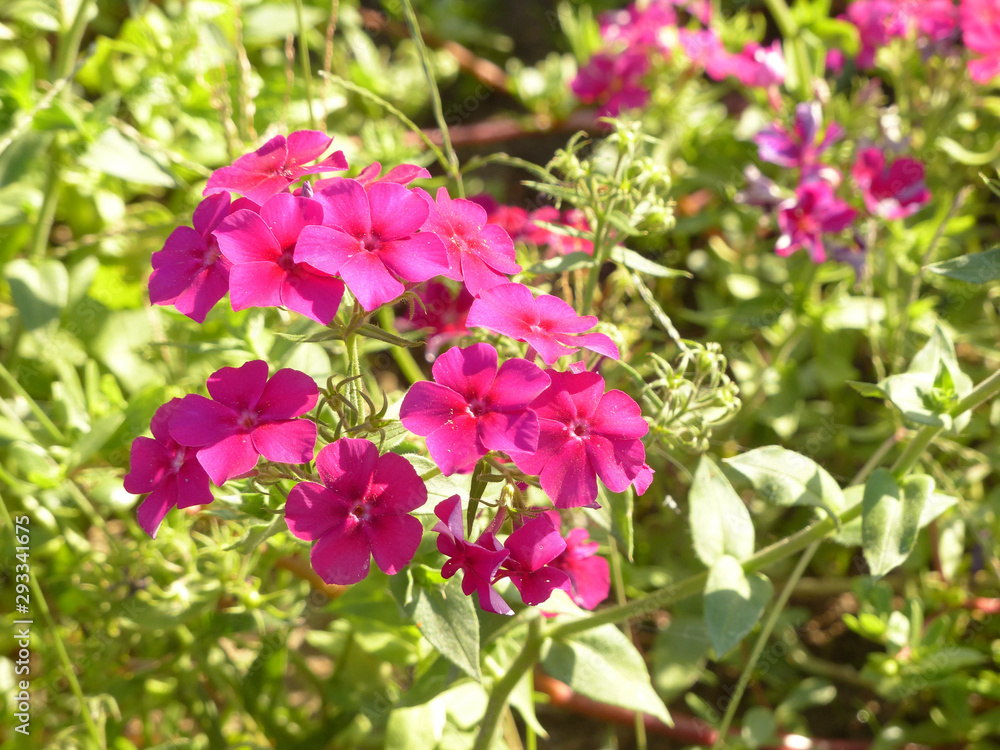 Fototapeta premium pink flowers in the garden