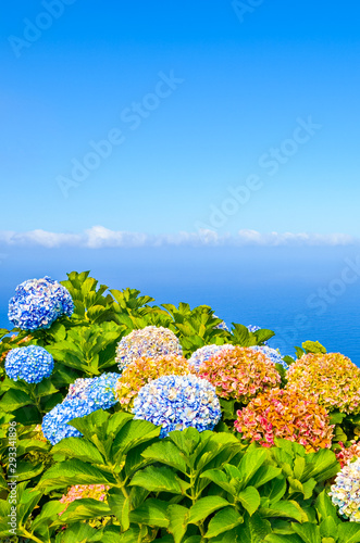 Colorful Hydrangea flowers photographed with blue ocean water in the background. Hortensia flower typical for Portuguese islands Madeira and Azores. Atlantic ocean landscape. Madeiran northern coast