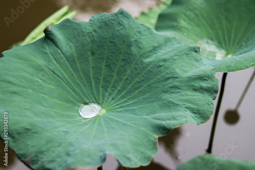 leaf with drops of water
