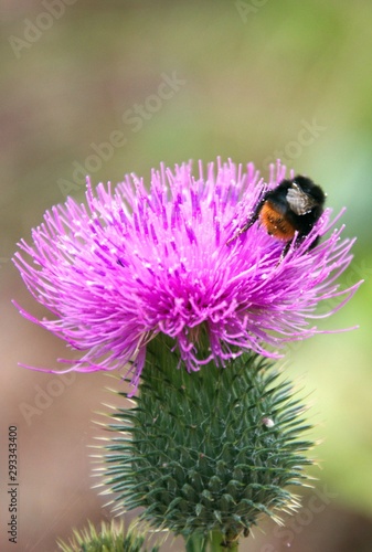 small bumblebee on a thistle