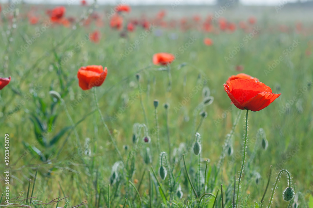 Fototapeta premium Red poppys in the green fields