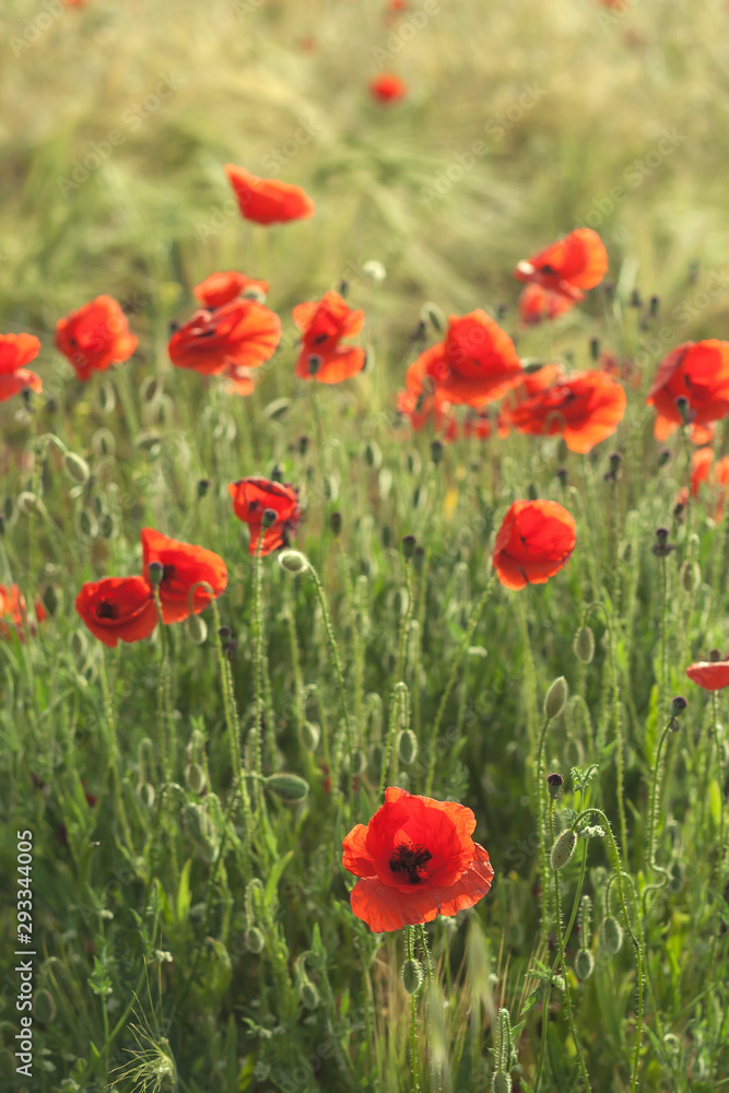 Wild red poppies in the springtime fields