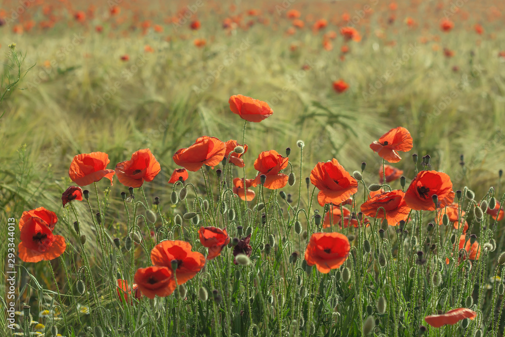 Obraz premium Wild red poppies growing in the countryside