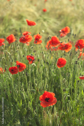 Fototapeta Naklejka Na Ścianę i Meble -  Wild red poppies in the springtime fields