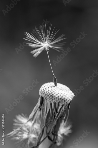 Closeup of dandelion - natural background