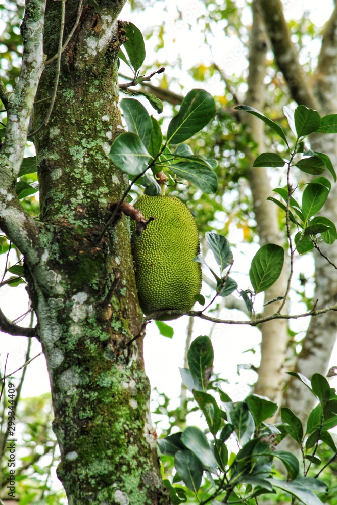 pears on tree jackfruit pears on tree jackfruit