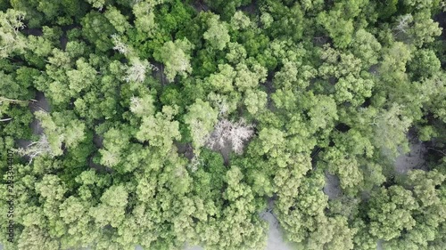 Top view dry branch mangrove tree at Batu Kawan, Penang, Malaysia. photo