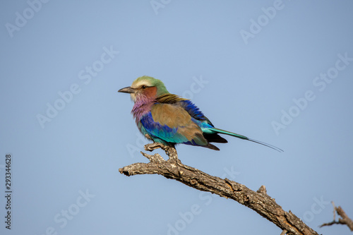 Lilac breasted roller © Clint Austin
