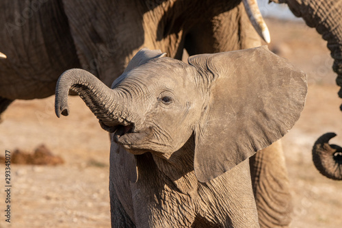 Canvas Print Baby elephants