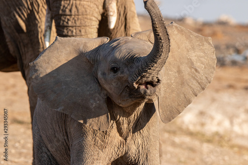 Canvas Print Baby elephants