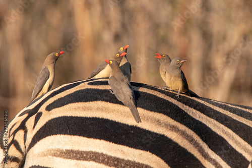 Foto Red Billed oxpeckers on the back of a zebra