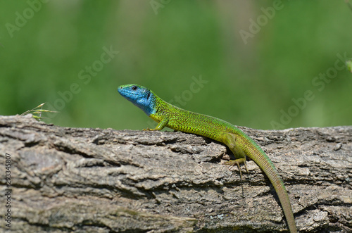 Östliche Smaragdeidechse