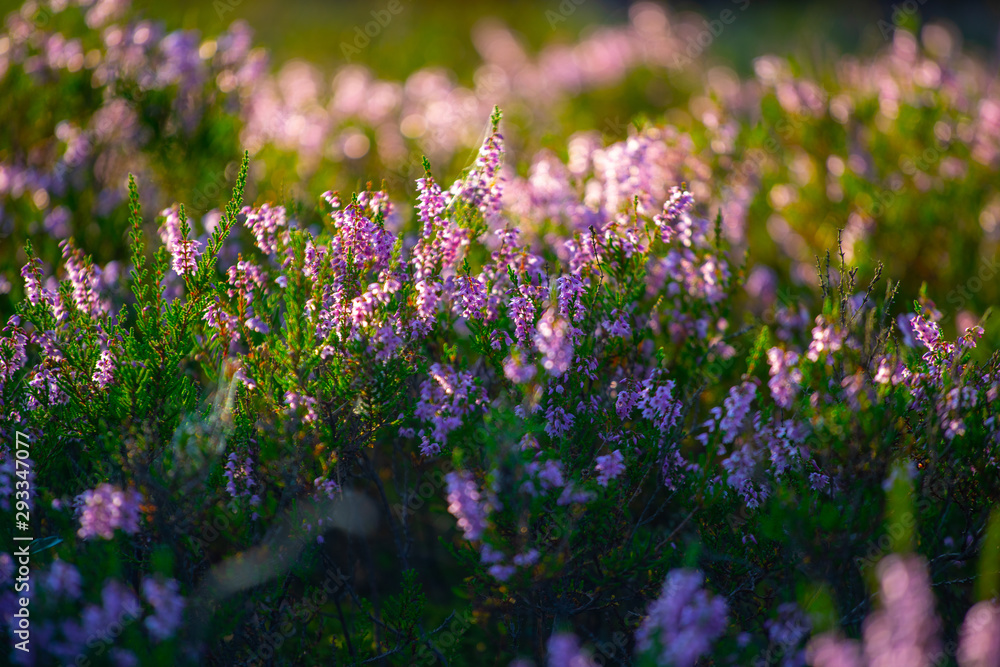 Obraz premium Sunny day. Blooming heather. Beautiful lawn in the forest.