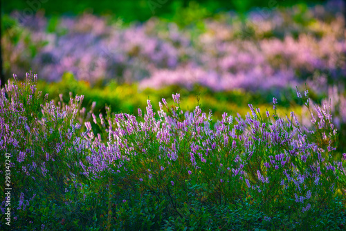 Sunny day. Blooming heather. Beautiful lawn in the forest.
