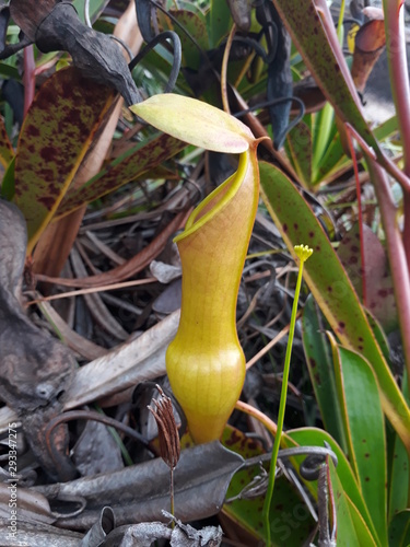 Nepenthes perville des Seychelles.
