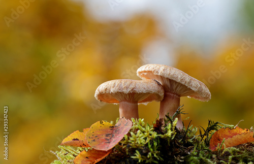 Woolly milkcap mushrooms with yellow autumn background