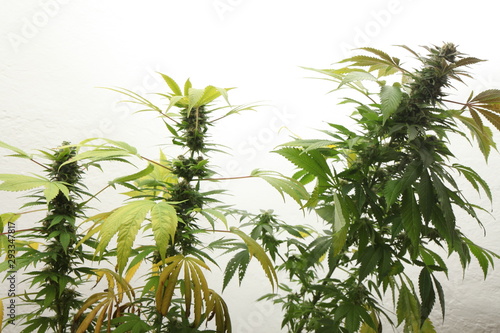 Fototapeta Naklejka Na Ścianę i Meble -  medical marijuana growing cannabis plants