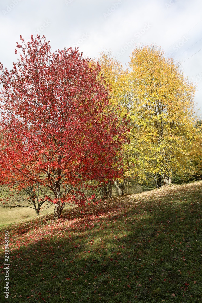 Naklejka premium ARBOLES BOSQUES rios 