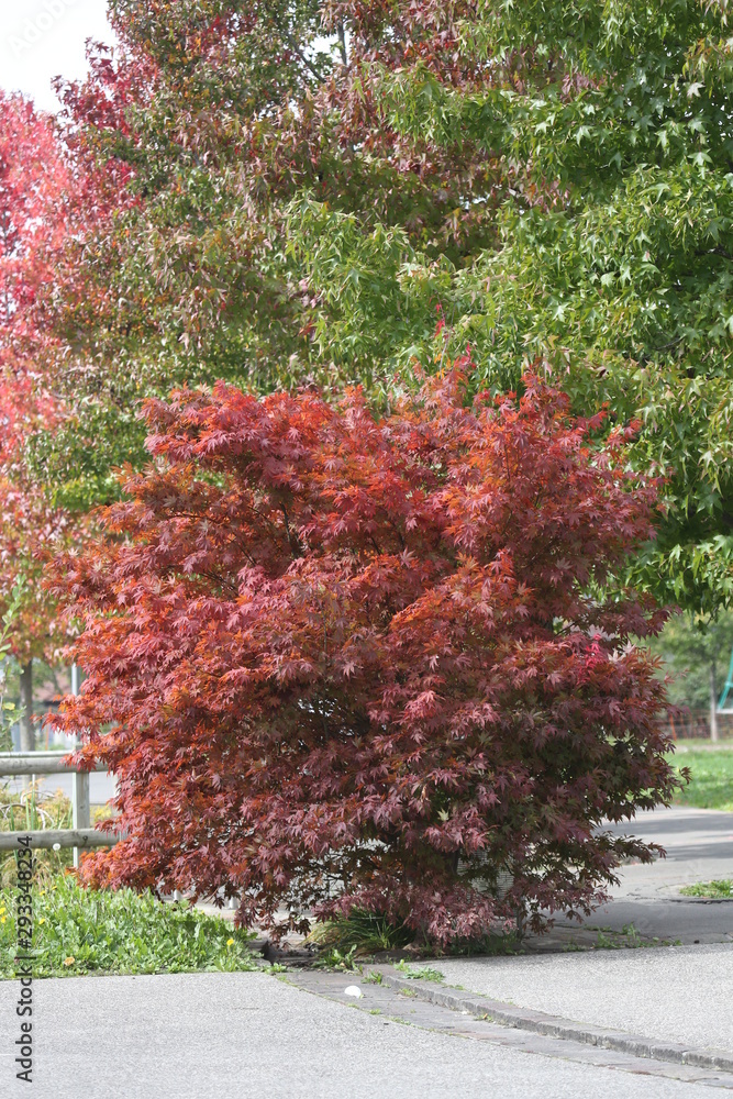 Naklejka premium ARBOLES BOSQUES rios