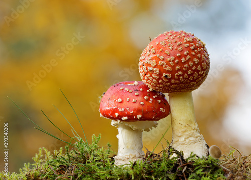 Two spotted red agaric mushrooms in deep forest