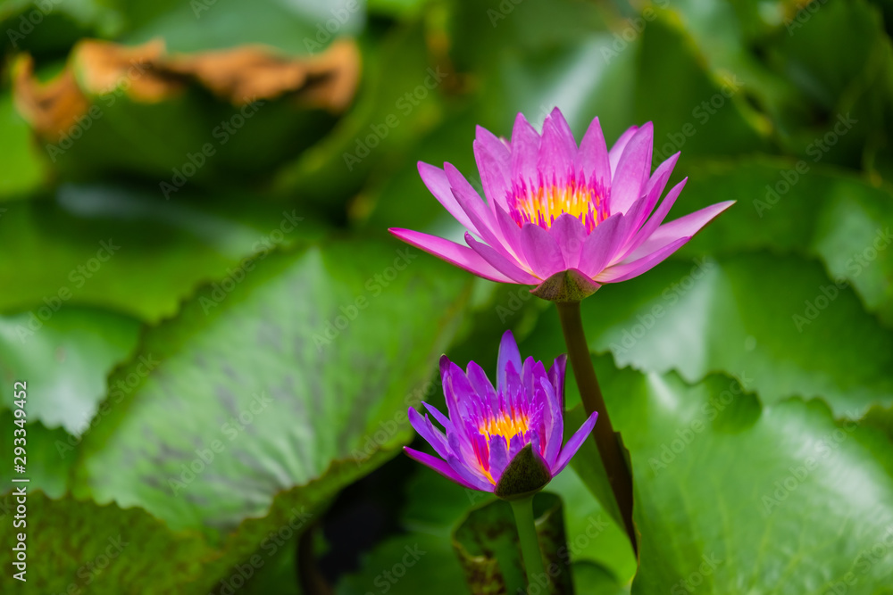 Purple lotus  is in the pond.