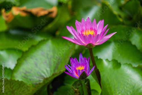 Purple lotus is in the pond.