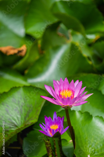 Purple lotus  is in the pond.