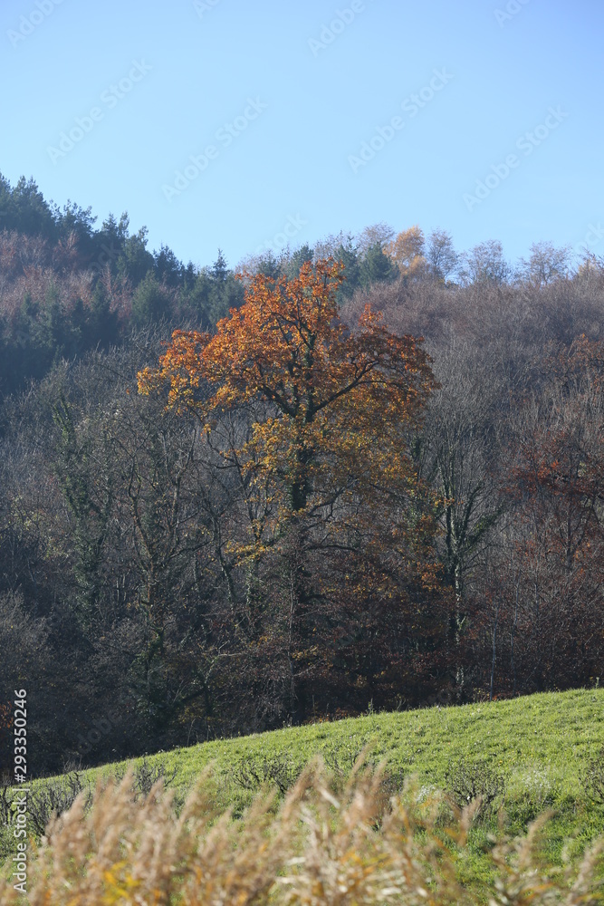 arboles bosques arrollos 