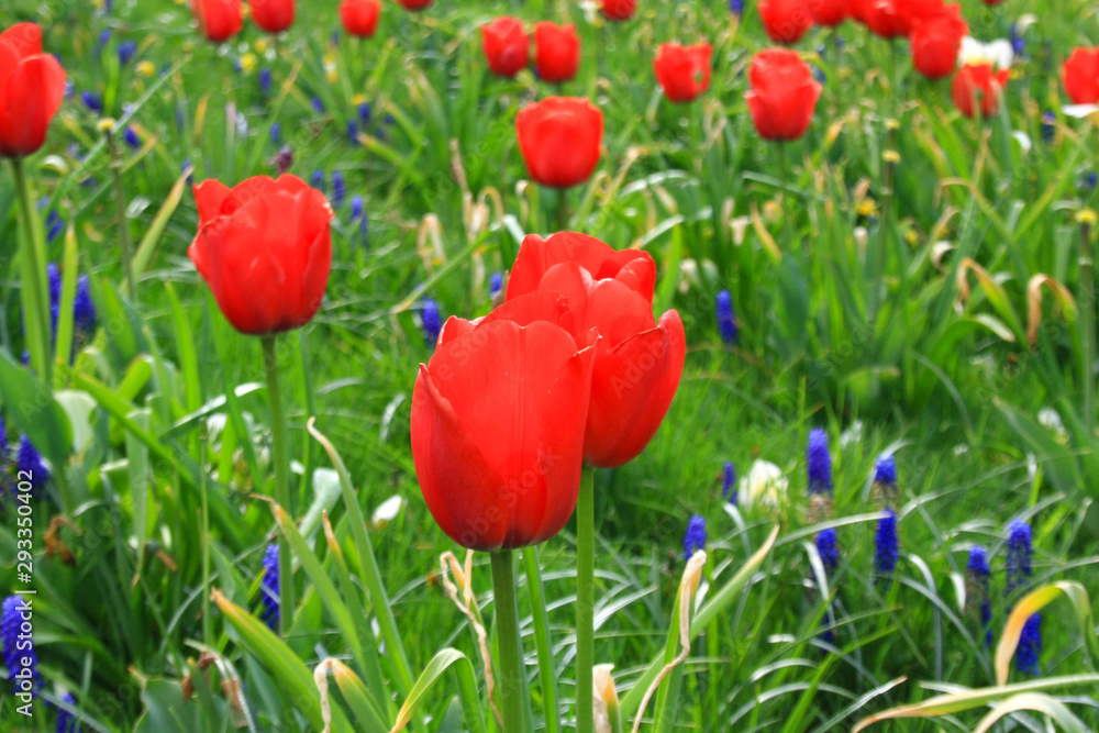 Garden with red tulips and flowers of garden sapphire