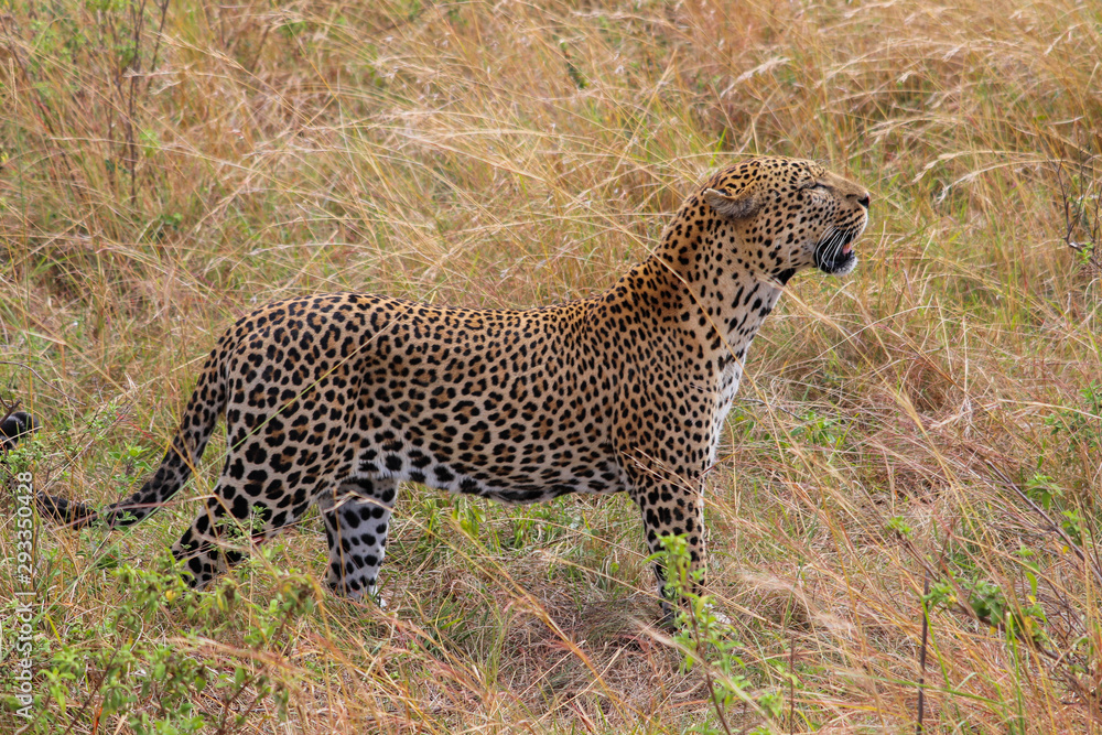 Fototapeta premium Male Leopard stalking through long grass