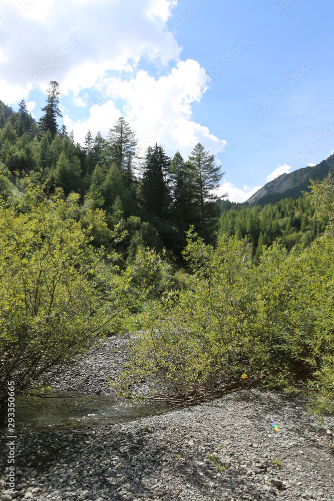 Obraz premium arboles bosques arrollos 