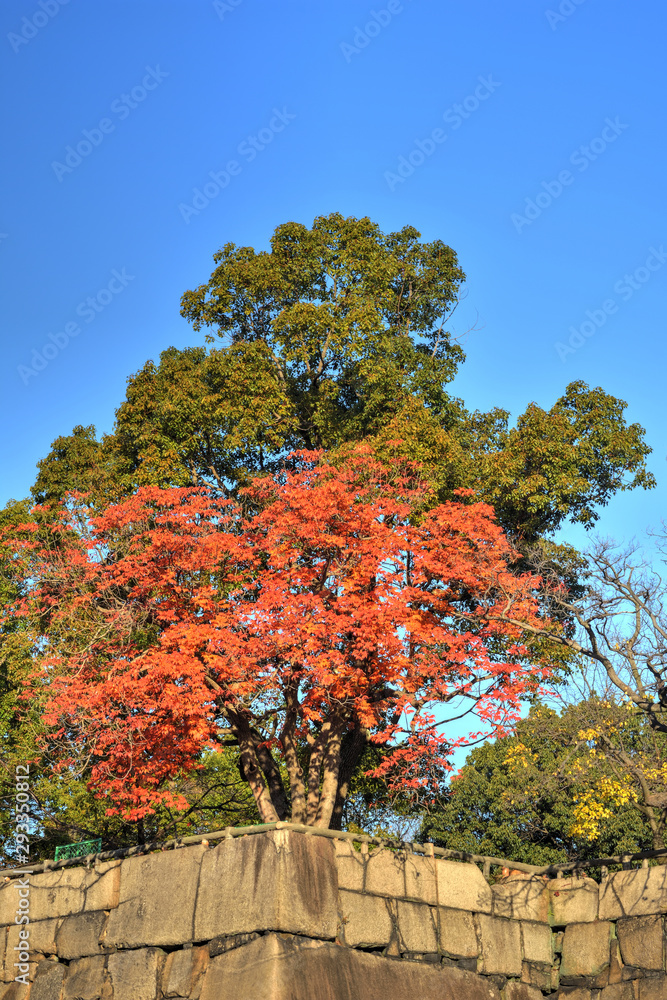 Naklejka premium 大阪城の紅葉