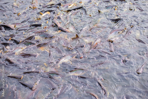 Foto Many pictures of fish on the water surface