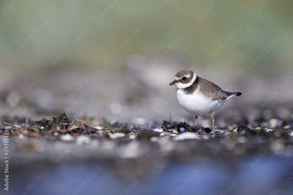 A juvenile common ringed plover (Charadrius hiaticula) resting and foraging during migration on the beach of Usedom Germany. A juvenile common ringed plover (Charadrius hiaticula) resting and foraging during migration on the beach of Usedom Germany.