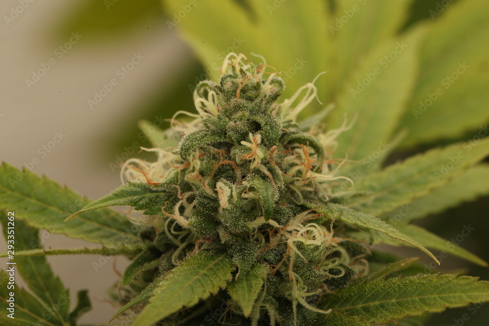 medical marijuana growing cannabis plants