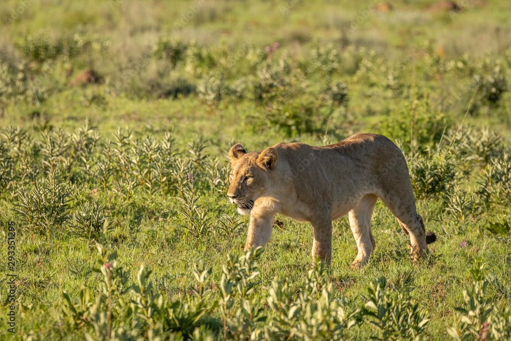 A lion cub ( Panthera Leo) walking in the morning light in the savannah, South Africa. A lion cub ( Panthera Leo) walking in the morning light in the savannah, South Africa.