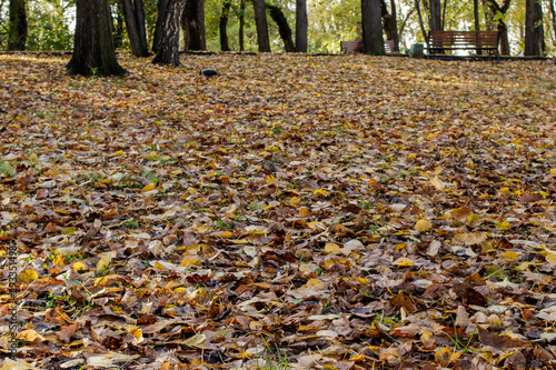 Colorful autumn leaves. lying on the ground in an old park.