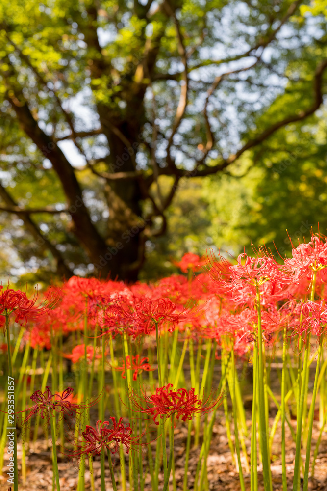 cluster amaryllis