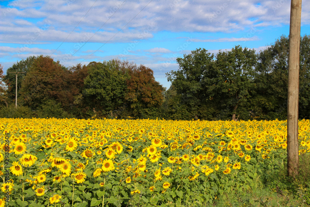 Field of sunflowers in sunshine and a blue sky at background
