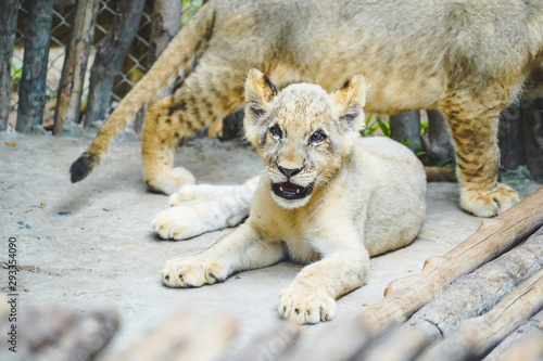 Young lion smile and lying with friends at the zoo in Vietnam